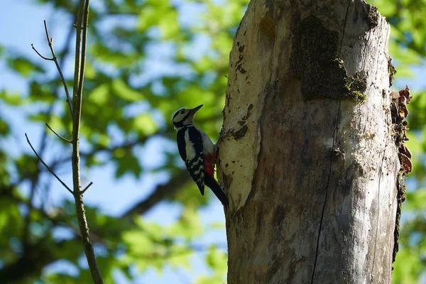 Gran pájaro carpintero manchado Dendrocopos mayor Suiza frente a su árbol de origen entero — Foto de Stock