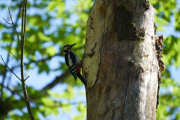 Great spotted woodpecker Dendrocopos major Switzerland infront of his home tree whole — Stock Photo, Image