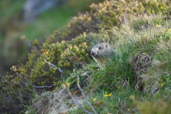 Alpine Marmot Marmota Marmota Suisse Alpes Montagnes — Photo