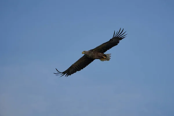 Aigle à queue blanche capture anguille Raptor Lake chasse ailes volantes — Photo