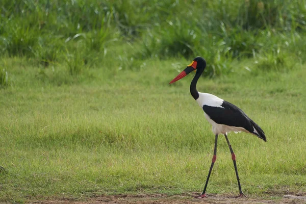 Седельноклювый аист Ephippiorhynchus senegalensis — стоковое фото