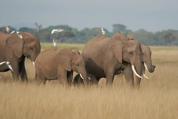 Elephant Group Amboseli - Big Five Safari garza blanca elefante africano Loxodonta africana — Foto de Stock