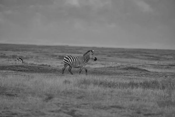 Plains zebra Equus quagga- Big Five Safari Zwart en wit gestript — Stockfoto