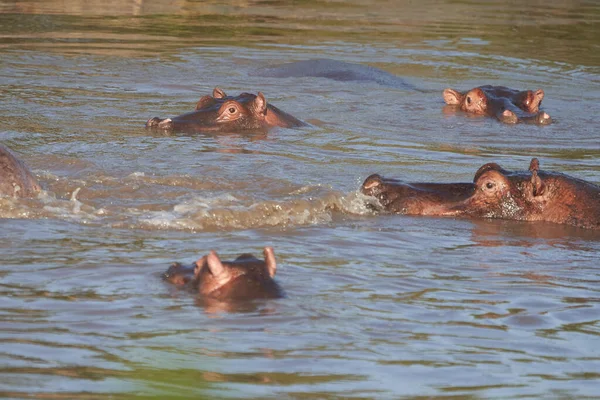 Flodhäst Hippopotamus amfibieAfrika Safari Porträtt Vatten — Stockfoto