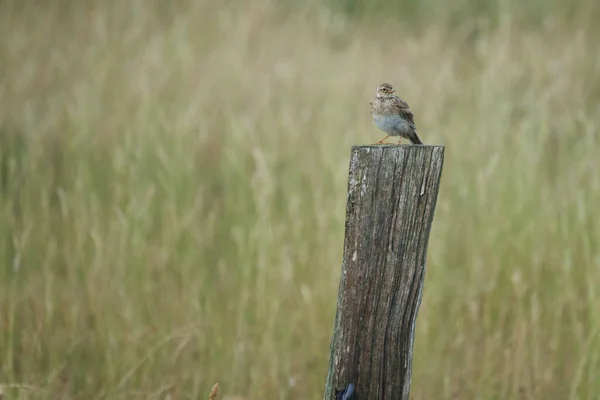 Meadow pipit Anthus pratensis Wadden Sea Noth Alemania —  Fotos de Stock