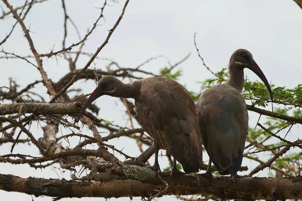 Hadeda ibis Bostrychia hagedash también llamada hadada África subsahariana Kenia — Foto de Stock