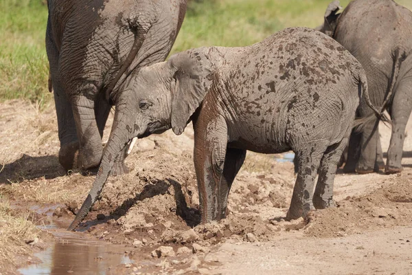 Elephant Group Amboseli - Big Five Safari Herons African bush elephant Loxodonta africana mud bathing