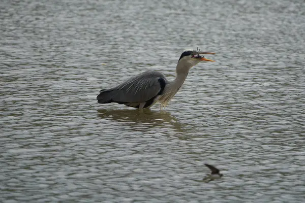 Серая цапля Ardea cinerea длинноногая хищная рыбацкая птица — стоковое фото