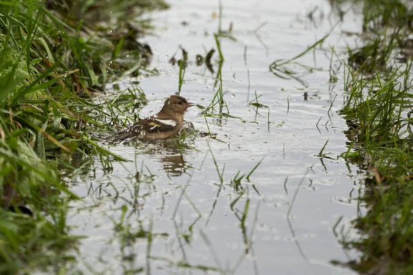 Zwemmende gewone chaffinch gewoon chaffinch Fringilla coelebs vink — Stockfoto