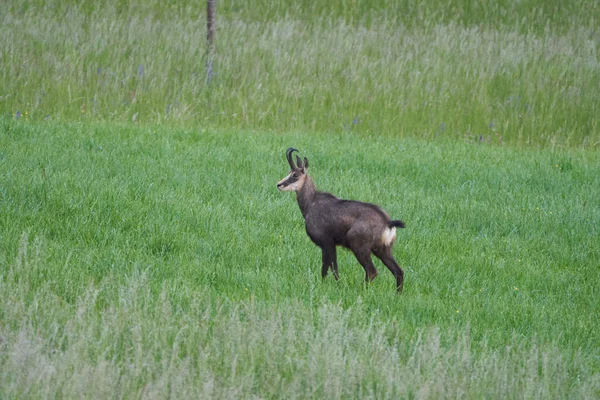 Chamois Rupicapra rupicapra goat antelope Switzerland Jura Aargau — 图库照片