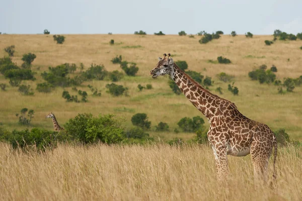 Girafe Afrique Giraffa Safari Big Five Afrique — Photo