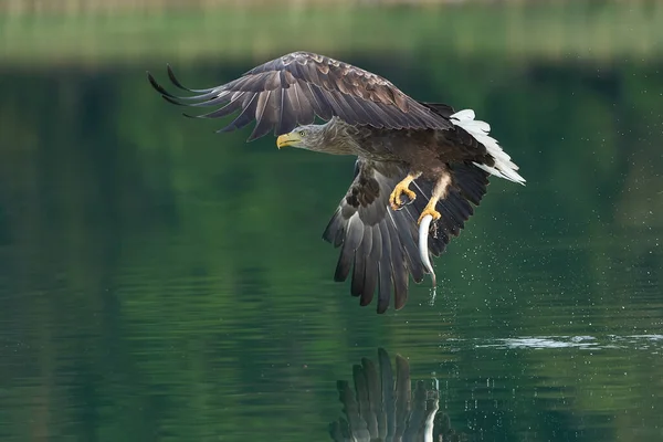 Aigle à queue blanche capture anguille Raptor Lake Hunting — Photo