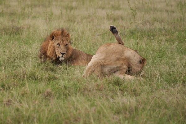 Leeuw en leeuwin Kenia Safari Savanne Paring — Stockfoto