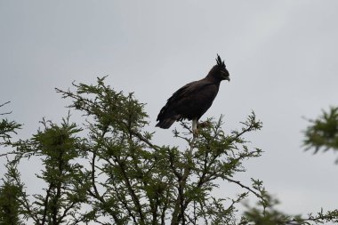  Taç giymiş Afrika kartalı taçlı şahin Stephanoaetus Coronatus Gölü Nakuru Kenya