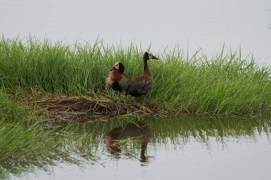 Beyaz yüzlü ıslık çalan ördek Dendrocygna viduata Kenya Africa