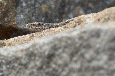 Yaygın duvar kertenkelesi podarcis freski Sürüngen Yakın portre Temiz