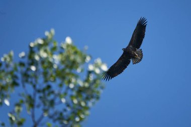 Beyaz kuyruklu Kartal Yılan Balığı Yakalayıcı Yılan Balığı Gölü Avlama