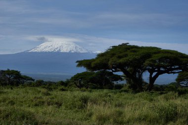 Amboseli - Büyük Beş Safari - Kilimanjaro Afrika çalı fili Loxodonta africana