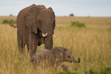 Fil Bebek Amboseli - Büyük Beş Safari Bebek Afrika çalı fili Loxodonta africana