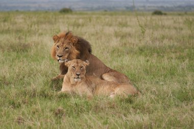 Aslan ve Dişi aslan Kenya Safari Çiftleşmesi
