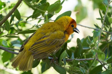 Altın palmiye dokumacı Ploceus bojeri Ploceidae Tatlı Portre. Yüksek kalite fotoğraf