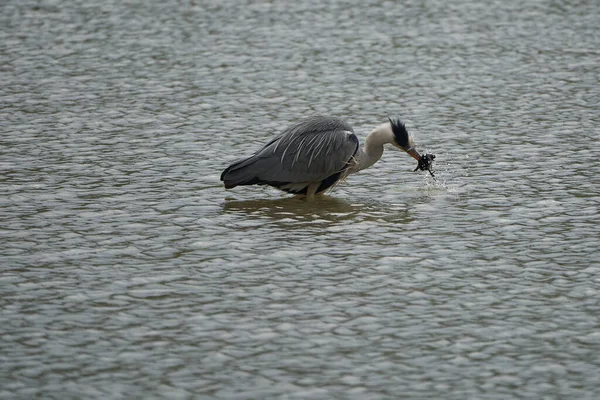 Gri balıkçıl Ardea cinerea uzun bacaklı yırtıcı kuş balıkçıl kuş yiyen kuş. — Stok fotoğraf