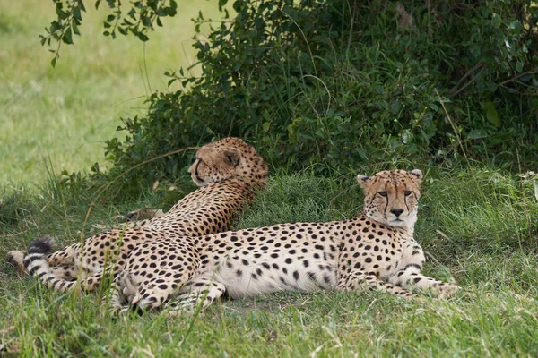 Bracia gepardy Afryka Safari Masai Mara Portret — Zdjęcie stockowe