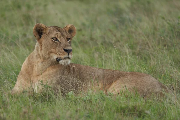 Leeuw en leeuwin Kenia Safari Savanne Paring — Stockfoto