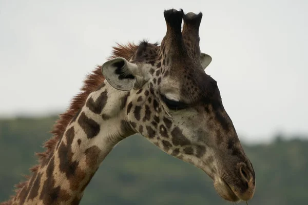 Jirafa África Jirafa Safari Big Five África — Foto de Stock