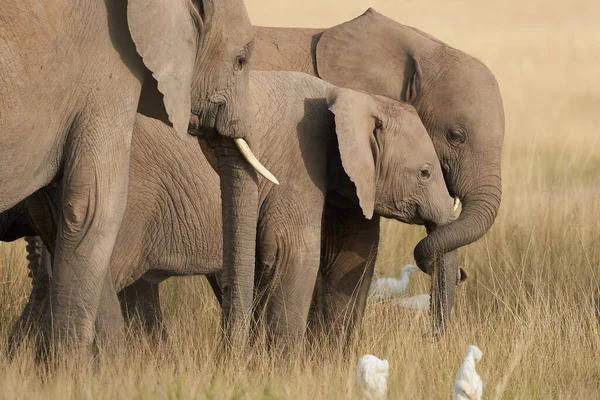 Olifant Baby Amboseli - Big Five Safari -Baby Afrikaanse bush olifant Loxodonta africana — Stockfoto