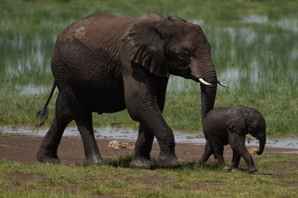 Elephant Baby Amboseli - Big Five Safari - Baby African bush elephant Loxodonta africana — стоковое фото