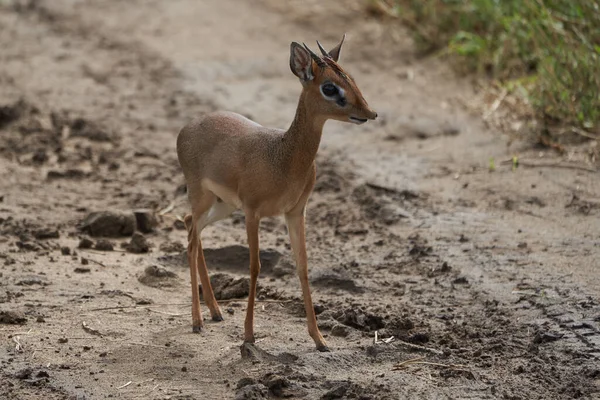 Carino Dik Dik Africa Safari Gras Wild — Foto Stock