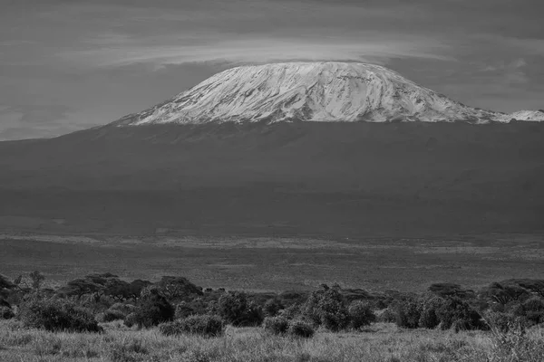 Elephant Group Amboseli - Big Five Safari -Kilimanjaro African bush elephant Loxodonta africana