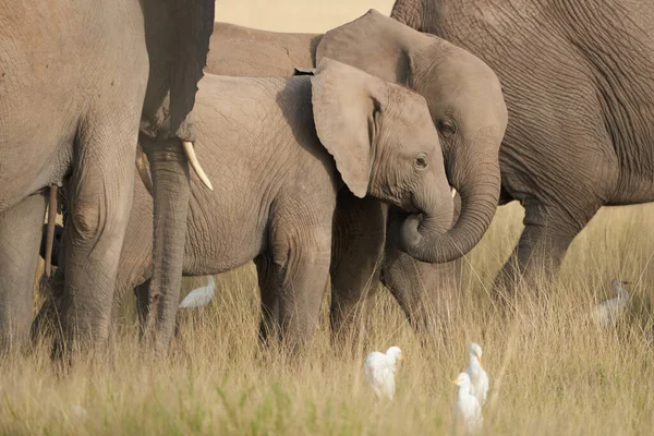 Olifant Baby Amboseli - Big Five Safari -Baby Afrikaanse bush olifant Loxodonta africana — Stockfoto