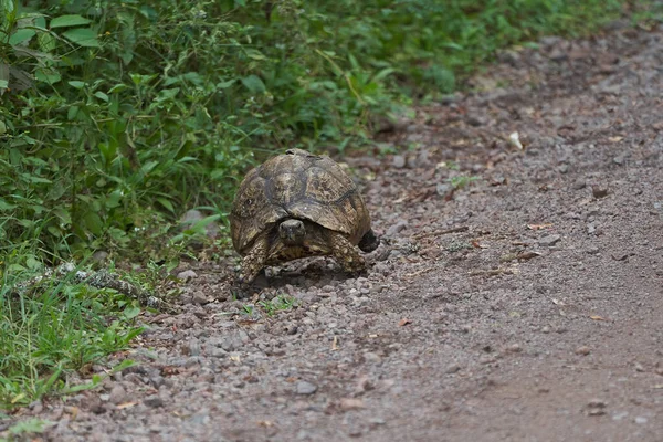 Tartaruga-leopardo Stigmochelys pardalis África Quênia Tanzânia grande e atraente encontrada nas savanas — Fotografia de Stock