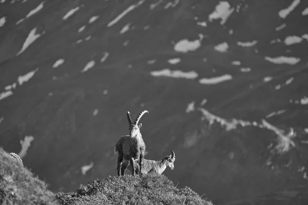 Capricornio Alpino Ibex Capra ibex Montaña Alpes Suizos Paisaje Blanco y Negro Paisaje —  Fotos de Stock