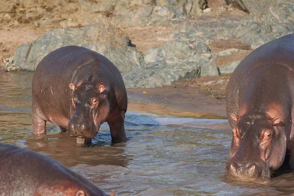 Hippo Hippopotamus amfibieliknande Afrika Safari Porträtt Vatten Moder Baby — Stockfoto