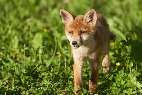 Kızıl Tilki Portresi Vulpes Vulpes Akşam Güneşi — Stok fotoğraf