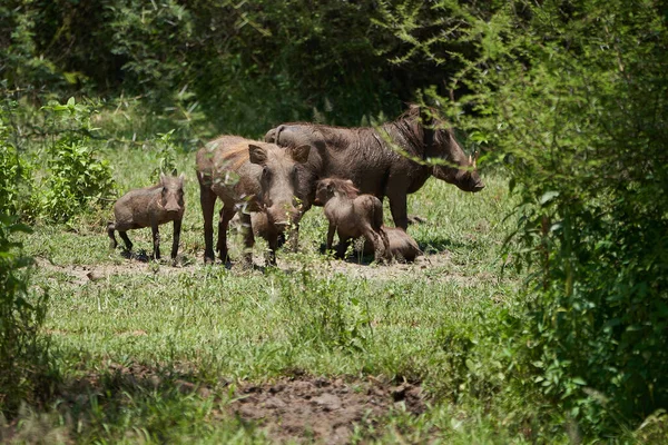 Warthog-comum Phacochoerus africanus suínos selvagens família Suidae — Fotografia de Stock