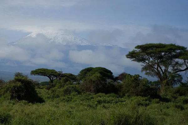 Amboseli - Nagy öt szafari - Kilimandzsáró afrikai bokor elefánt Loxodonta africana — Stock Fotó