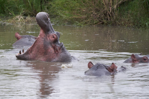 Hippo Hippopotamus amphibious Africa Safari Portrait Water Out open roar