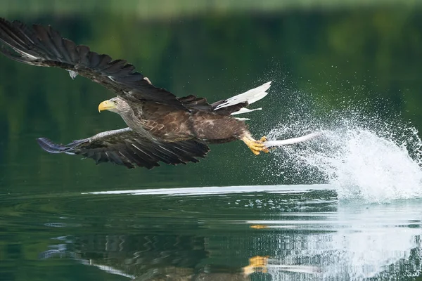 Vitstjärtad örn som fångar ål Raptor Lake Hunting — Stockfoto
