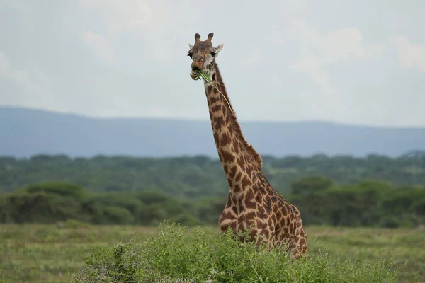Giraffe Afrika Giraffa Safari Big Five Afrika — Stockfoto