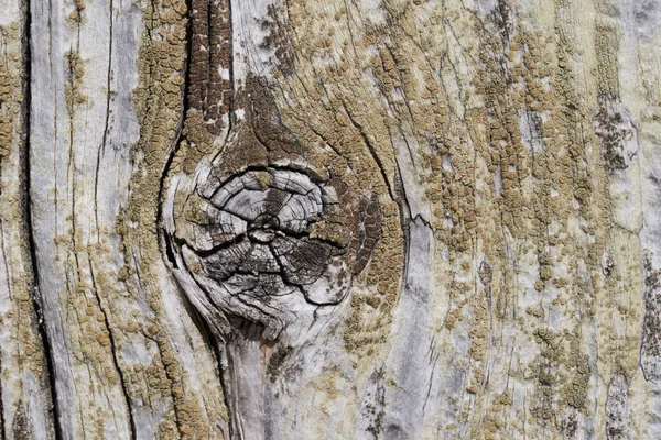 Högupplöst trästruktur trägrå brun svart vit linje gren — Stockfoto