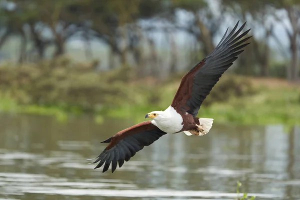 Afrika Balık Denizi Kartalı Balık Gölü Yakalıyor Haliaeetus avlıyor — Stok fotoğraf