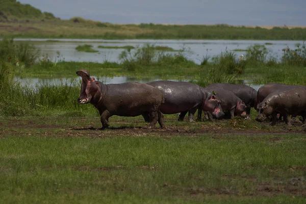 Hippo Hippopotamus anfíbio África Safari Retrato Boca de água bem aberta — Fotografia de Stock