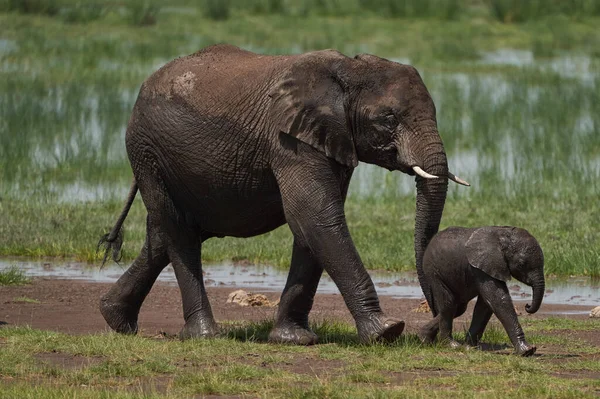 Elephant Baby Amboseli - Big Five Safari - Baby African bush elephant Loxodonta africana — стоковое фото