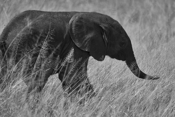 Elephant Baby Amboseli - Big Five Safari - Baby African bush elephant Loxodonta africana — стоковое фото