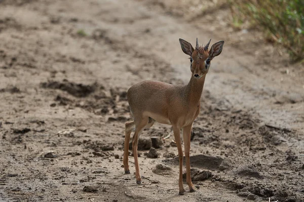 Roztomilý Dik Dik Afrika Safari Gras Wild — Stock fotografie