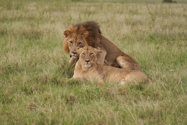 Lion et lionne Kenya Safari Savanna Mating — Photo